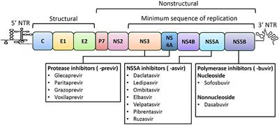 HCV Replicon Systems: Workhorses of Drug Discovery and Resistance